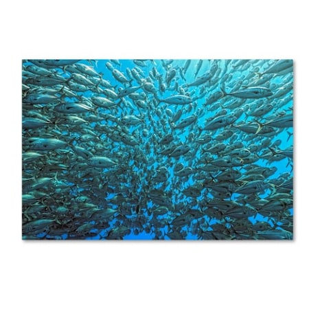 Henry Jager 'Split School Of Jackfish' Canvas Art,22x32